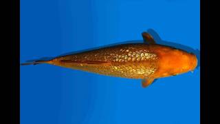 Koi Auktion Dainichi Ginrinchagoi Jumbotosai Brownmonkey - 30Cm Kt5-0896