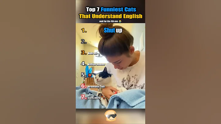 Video 11064631: cats catlover cute funny, funny cats cute funniest, cat love