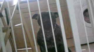 My staffy dog talking 2 by essexange 2,151 views 15 years ago 28 seconds