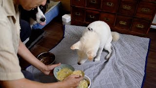 はじめての手作り犬ごはん【中華風たまごスープ】