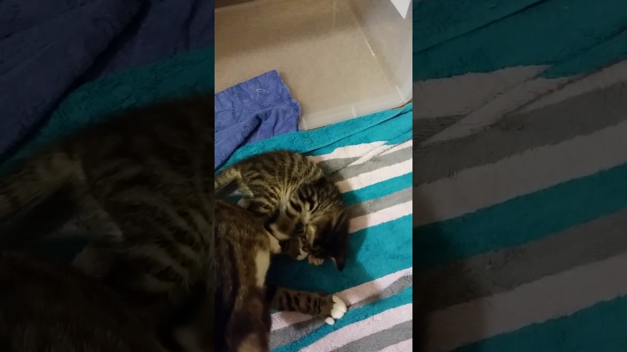 camera iphone 8 plus apk Jinx cleaning one of her babies 5/1/17