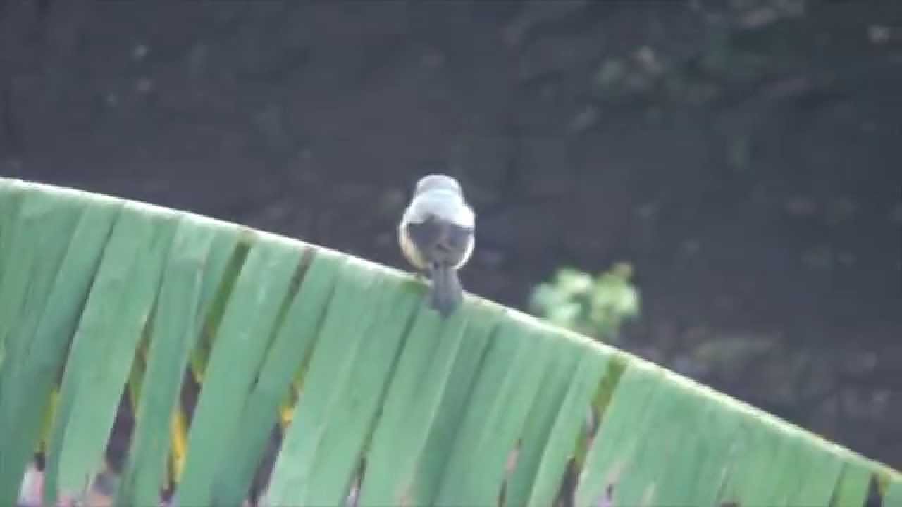Grey backed Shrike (Lanius tephronotus) 