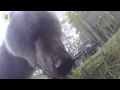 Grizzly bear versus Go Pro camera