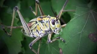 Grasshopper World,   up-close and personal