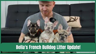 Bella's French Bulldog Litter Update! by Woodland Frenchies 1,108 views 3 months ago 4 minutes, 38 seconds