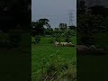 stay kalem, jalan tak semulus banyangan mimpi #musicgenre #beranda #slowmotion #driver