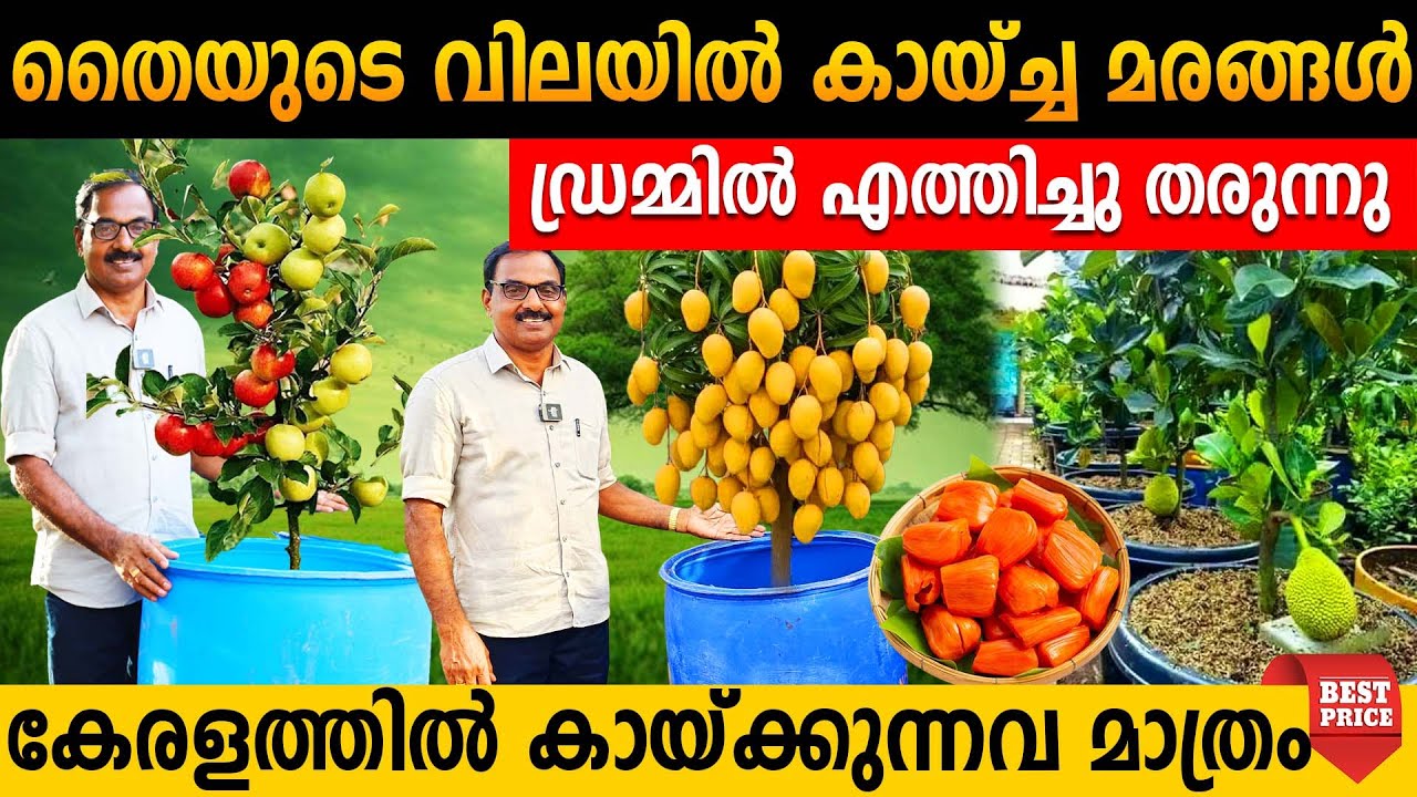 പഴത്തിന്റെ വിലയ്ക്ക് പഴത്തോടെ മരങ്ങൾ ഡ്രമ്മിലാക്കി വീട്ടിലെത്തിച്ചു നട്ടുതരുന്നു | exotic plants