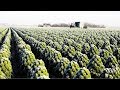 Awesome Kale Cultivation Technology - Kale Farm and Harvest - Kale Processing Factory