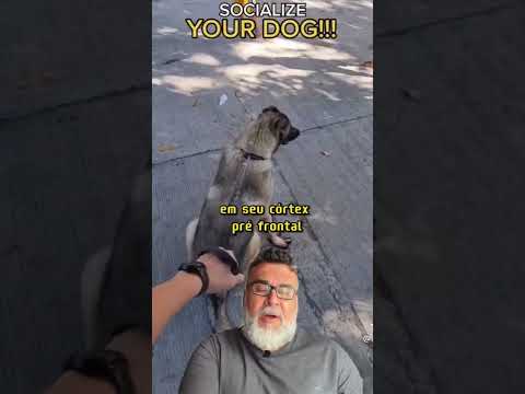 Vídeo: Cão Adoptável do Mês - Paisley