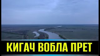 Вобла река КИГАЧ 2024. Астрахань рыбалка)