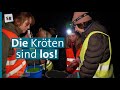 St. Arnual /Saarbrücken: Freiwillige Tierschützer helfen Fröschen, Kröten &amp; Molchen über die Straße