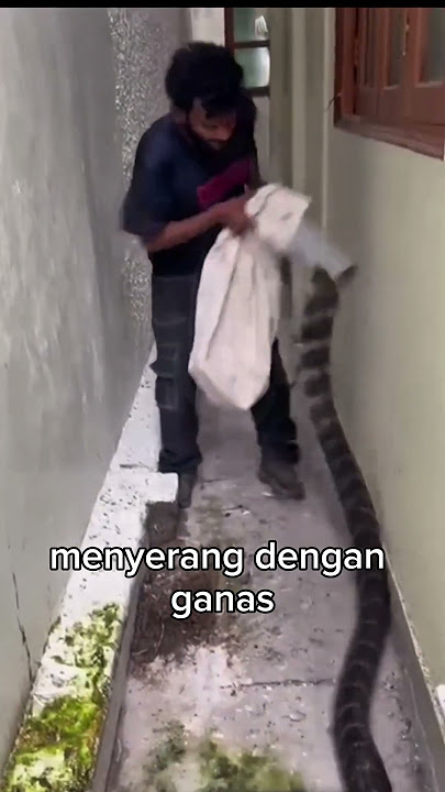 Brave Action Catching Snake #shorts