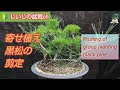 黒松の林【寄せ植え黒松の剪定】　テロップあり　Black pine forest.  Pruning of group planting black pine. With telop