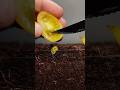 Growing Yellow Tomato plant from seeds time lapse