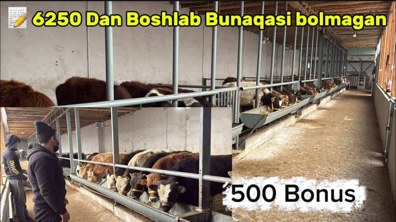 100 Bosh Atrofida Ideal Buqalar va Hunojinlar kelgan ✅