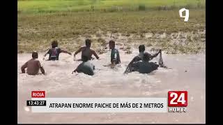 Atrapan paiche de más de dos metros en Rioja