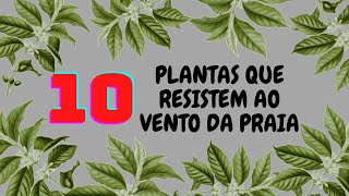 10 PLANTAS RESISTENTES AO VENTO DA PRAIA - thptnganamst.edu.vn