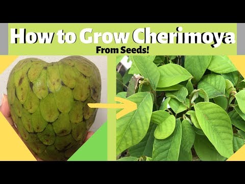 Video: Cherimoya-plantenverzorging: tips voor het kweken van een vla-appelboom