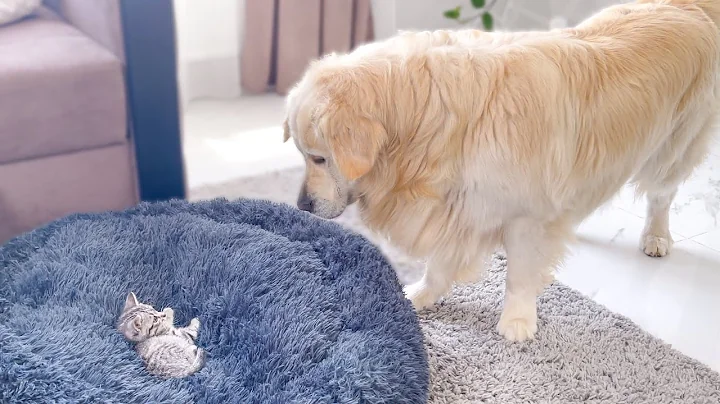Golden Retriever Shocked by a Kitten occupying his bed! - DayDayNews