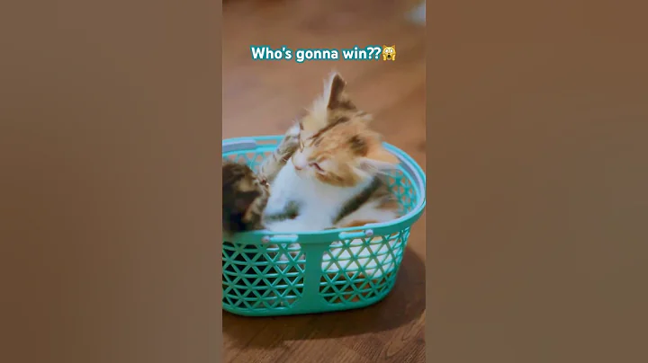 Watch the video about CAT FIGHTING, Funny moment 🙀#cat #catvideos #shortvideo #kitten #kucing #kucinglucu #phonkmusic