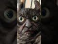 Evil Larry Funny Meme #cat #larry #scary #gatos #fyp