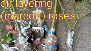 Air layering a Rose (fastest way to grow)