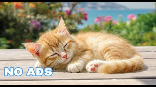 12 Hours Of Music For Cats 🐈 Calming Music For Cats ♬ Cat Music 😻 Cat TV to Help Your Cat Relax