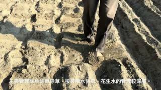 【花生種植】開溝就是學問～施多少次肥？