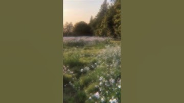 ابدأ يومك بقرآن الصباح »🍂🖇️#قراءة الشيخ المنشاوي🌷#quran # سورة النور»⭐