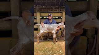 Inyección Intramuscular En Terneros O Becerros Bovinos