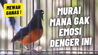 MURAI BATU GACOR FULL ISIAN TEMBAKAN MEWAH KRETEKAN KERAS AMPUH MELATIH MURAI BATU BONGKAR ISIAN