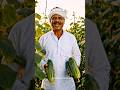 Indian Cucumber Farm🥒Village Farmer Selling Fresh Kheera Hindi Shorts Video#Cucumber #Kheera........