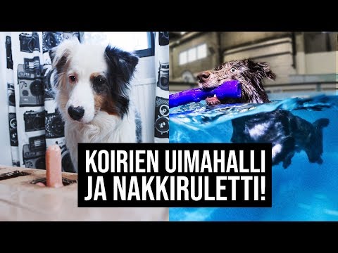 Video: Etusivu korjaustoimenpiteitä virtsarakonfektio koirilla