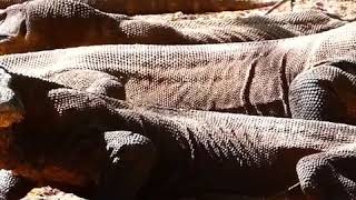 Komodo Dragons On Komodo Island, Indonesia