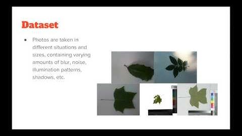 Leaf Recognition Using Convolutional Neural Network by Yuan Liu and Jianing Zhao
