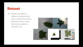 Leaf Recognition Using Convolutional Neural Network by Yuan Liu and Jianing Zhao screenshot 3