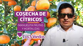 COSECHA DE CÍTRICOS 2021 - MANUELITA FRUTAS Y HORTALIZAS