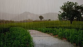 Soft Rainfall Drenching the Wheat Field ASMR screenshot 5