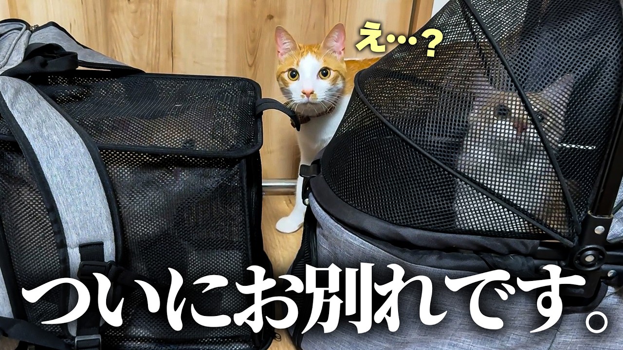 The moment of parting with the beloved kittens The older