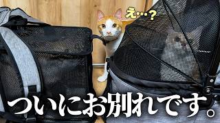 大好きな子猫たちとの別れの瞬間…。不安そうに見つめるお兄ちゃん猫がずっと寄り添っていました。