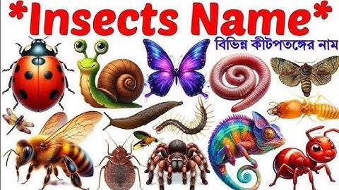 Insects Name Video🐛🐞🦋| Learn 20 Different Insects Name In English | Kids Video Toddler And Preschool