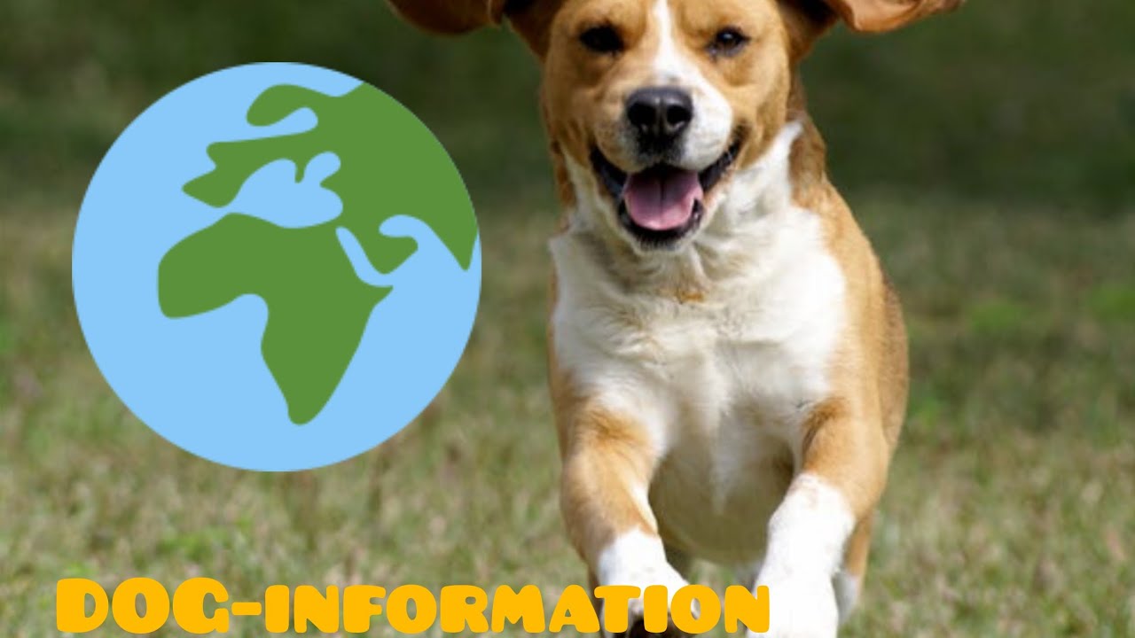 All İnformation About Dogs İs İn This Video, 100 Facts About dogs ...