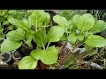 Efficient Way of Growing Pechay (Petsay) at Home Efficient Way of Growing Pechay (Petsay) at Home