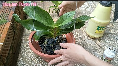 Cách sử lý lan ngọc điểm nghinh xuân mới mua về - Chăm sóc lan