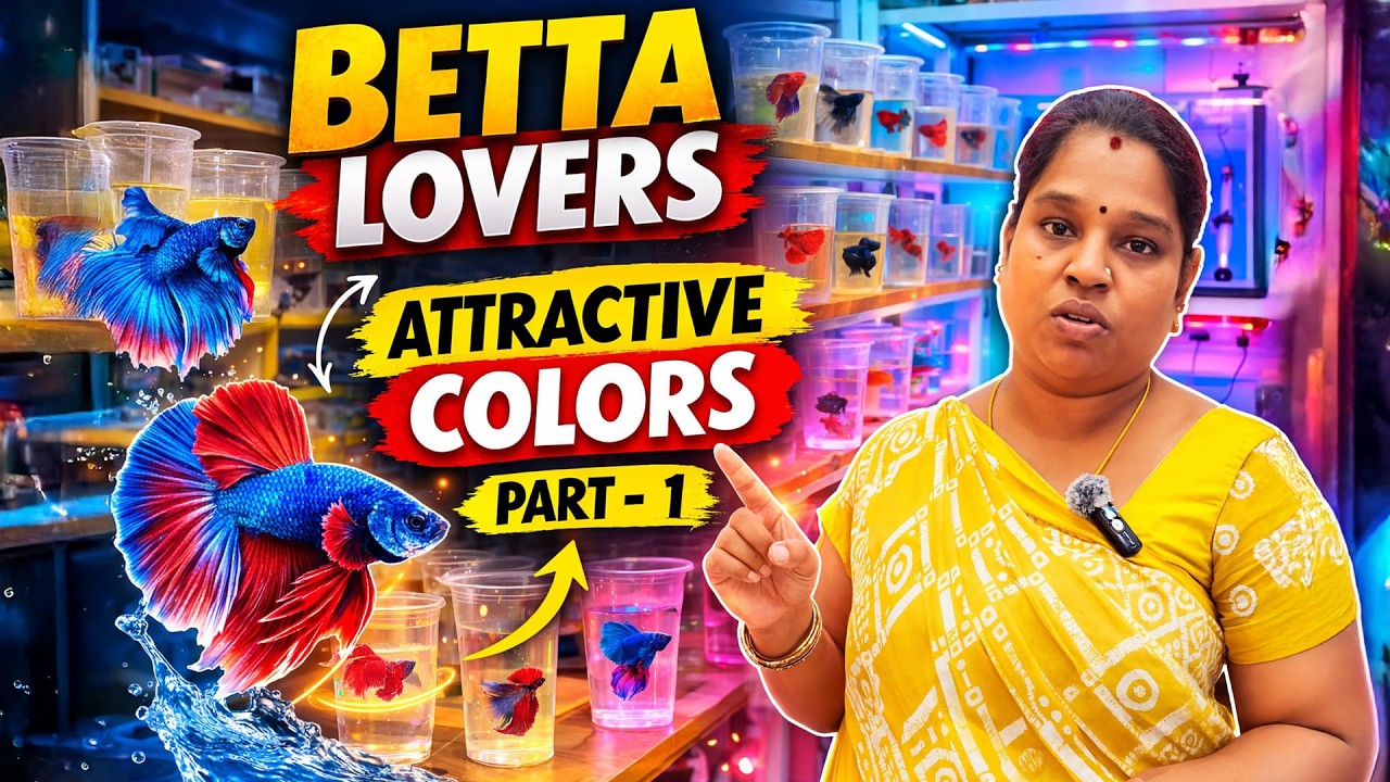 Kolathur Betta/Fighter Fish Vlog | Tamil Aquarium - Part 1