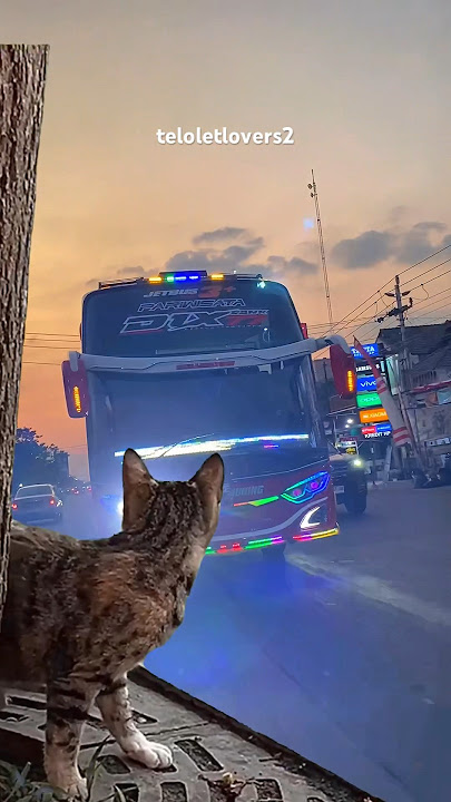 ikut trend kucing kaget #busmania #winspector #basuri #trending