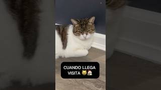 Cuando llega visita a la casa 🏠 😺 #gatos #cats #cat #michis