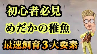 諭吉流　メダカの針子（稚魚）を最速で飼育する方法