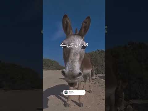 Donkey Shayari A Hilarious Poem Dedicated To Our Furry Friends
