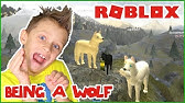 Joining A Wolf Pack Roblox Wolf Roleplay Youtube - videos matching i joined a roblox wolf roleplay server it
